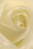 Let your imagination wander into the velvety embrace of a Wimbledon cream-white rose, where every petal curls inwards with the same gentle rhythm as morning breezes drifting across Wimbledon Park. The petals, feather-soft and tinged with the palest ivory, seem layered to perfection, as if bathed in the delicate golden light that filters through local garden gates. Within the rose's heart, shadows twine between the folds, lending a quiet sense of depth and a serenity akin to early hours on the Common. There's a luminous purity to the bloom, underscored by its tranquil form-ideal for moments of sympathy, hope, or to mark a fresh beginning among loved ones in Raynes Park or Colliers Wood. You can almost sense a subdued, sweet fragrance evoking memories of dew-brushed lawns and peaceful Wimbledon mornings. Carefully arranged by hands that know the pulse of the community, the rose embodies the serenity, skill, and thoughtfulness Wimbledon Flowers brings to every bouquet, making each floral gift a comforting, enduring presence.